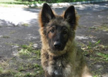 DSC_1731.JPG