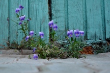 DSC_2600.jpg